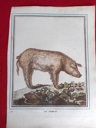 119 gravure xviiie - xviiie,
