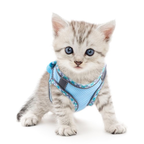 Harnais pour chat chaton - harnais,