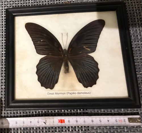 Papillon entomologie - entomologie, /