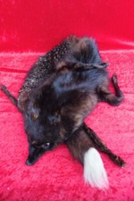 Écharpe En Fourrure De Renard, Belle Fourrure Ancienne, 125Cm