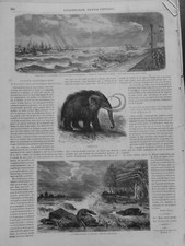 1862 1932 MAMMOUTH SQUELETTE ELEPHANT FOSSILE DURFORT 8 JOURNAUX ANCIENS
