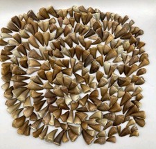 200 PCS fossiles de dents de