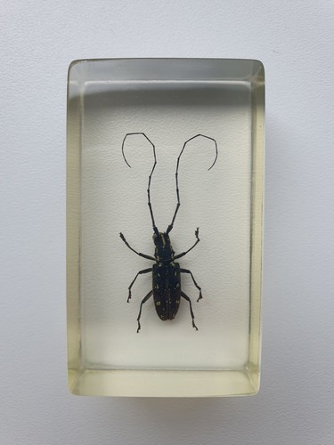 Insecte sous résine - ,