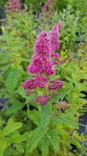 Spiraea x billardii / Spirée