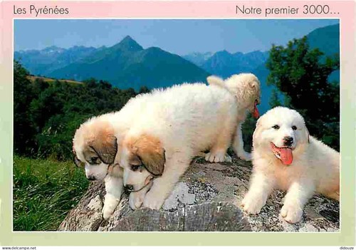 Carte postale animaux - -,