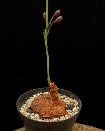 Adenia goetzei euphorbia - goetzei,