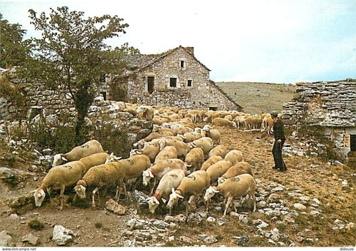 Carte postale animaux - carte,