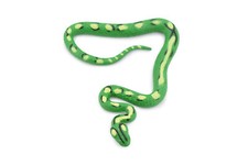 Snake, Guatemalan Palm Viper