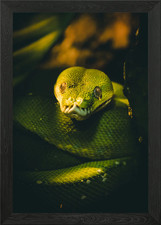 Green tree python morelia - green, (morelia