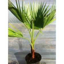 30 graines - WASHINGTONIA ROBUSTA - Palmier résistant