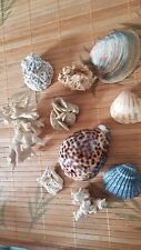 lot coquillages divers