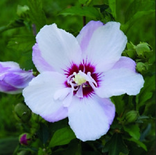 HIBISCUS SYRIACUS FRENCH POINT, 20 GRAINES avec CADEAU