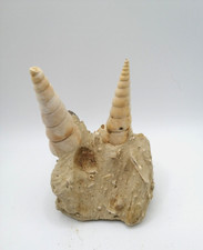 Turitelles dressées sur