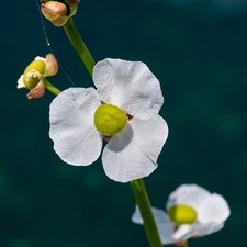 Industar 61l/3 50mm f2.8 Macro