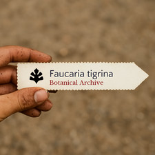 Faucaria tigrina SEEDS -