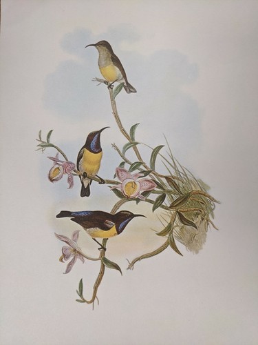1969 imprimé oiseau - 1969,