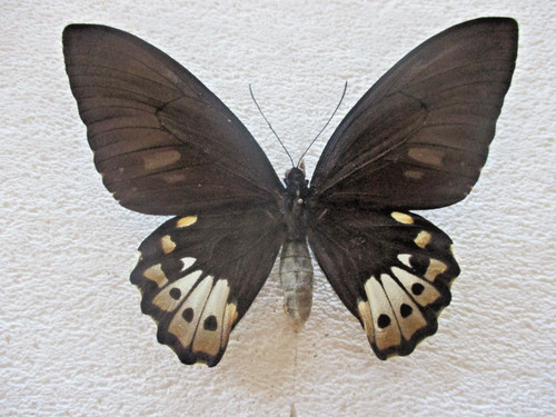 Entomologie papilionidae - entomologie,