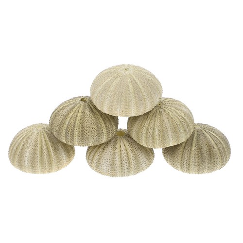 Pcs coquillages décoratifs - pcs,