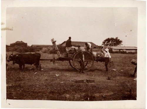 Snapshot attelage boeufs - snapshot,
