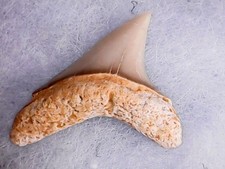 SHARK TOOTH - ALOPIAS