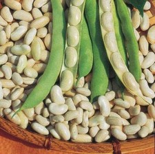 Lot De 40 Graines De Haricot