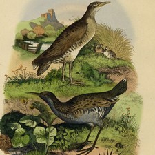 Histoire Naturelle Oiseau Rale d'eau et grenouille Rainette Gravure XIXe