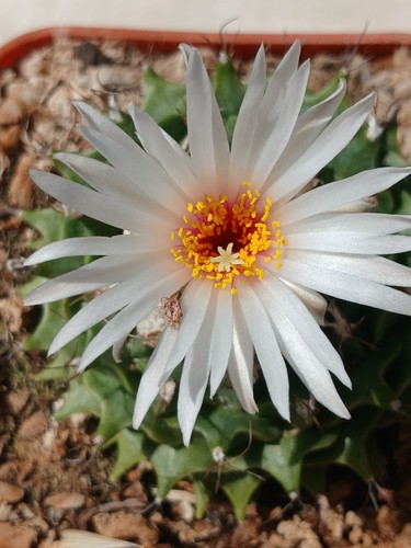 Obregonia denegrii cactus - obregonia,
