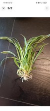Bouture plante araignée - plante,
