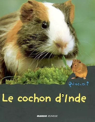 Cochon inde anne - le, d'inde,