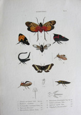 Histoire naturelle insecte - naturelle.,