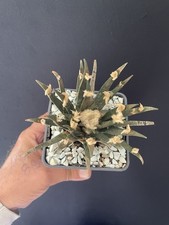RARE! Cactus Caudex Ariocarpus AGAVOÏDES 2, 15 years Very Nice 10Cm Pot 9Cm