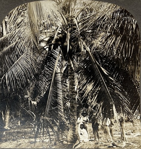 Porto rico grand cocotier - rico,