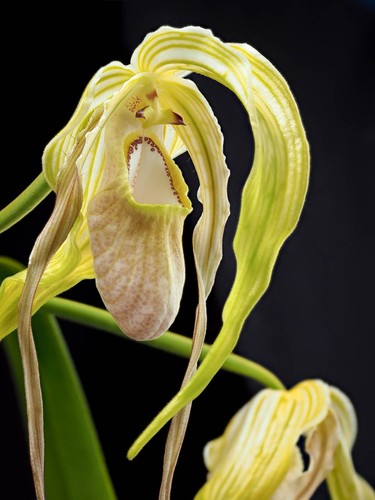 Phragmipedium stairway - phragmipedium, to