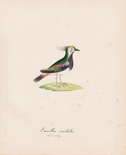 Kiebitz Northern Lapwing Oiseaux Aquarelle Dessin 1840