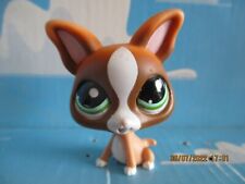 PETSHOP CHIEN CHIHUAHUA