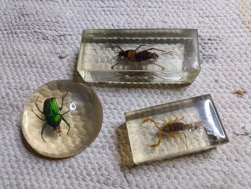Insectes sous inclusion - sous,