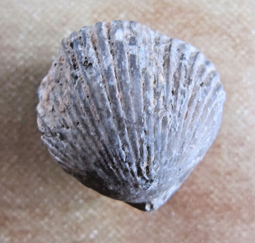 Coquillage fossile gr - 30,