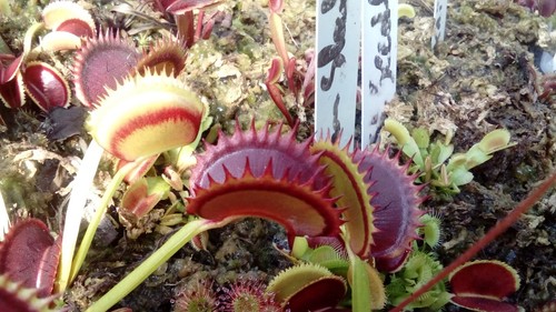 Plantes carnivores dionaea - dionaea, g14