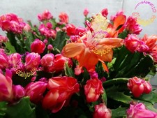 Bouture cutting schlumbergera - cutting,
