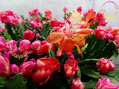 Bouture cutting schlumbergera - ,
