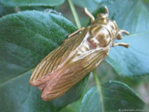 Broche ancienne cigale - broche,