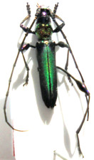 CALLICHROMATINI EUPORUS  ducarmei  M A2 PARATYPE  13 mm