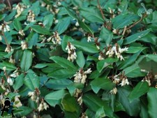 Eleagnus ebbingei plants - eleagnus,