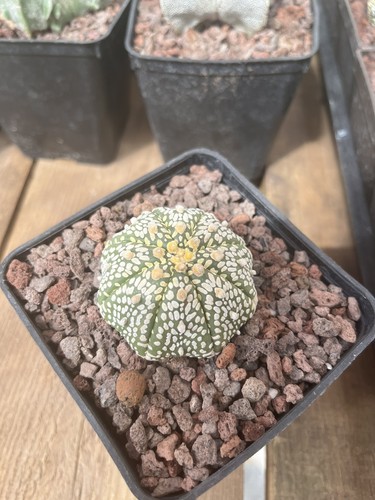 Cactus astrophytum asterias - cactus,