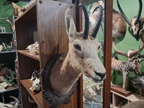 Taxidermie tête chamois - chamois,
