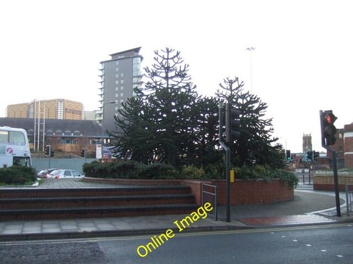 Photo 6x4 monkey puzzle trees - 6x4,