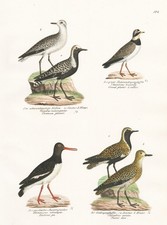 Kiebitz Lapwing Pluvier Charadriidae Oiseau Lithographie Brodtmann 1830