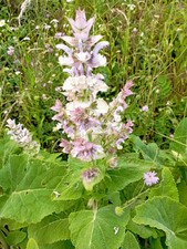 30 Graines de Sauge sclarée - Salvia sclarea 