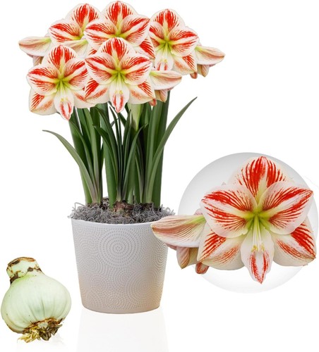 Hippeastrum amaryllis bulbe - amaryllis,
