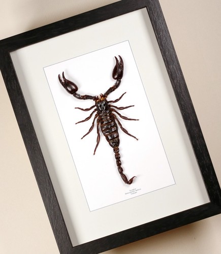 Véritable papillon scorpion - papillon/,